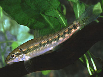 Gyrinocheilus aymonieri – Chinese Algae Eater (2-3  inches)