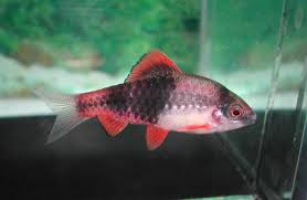Melon Barb – Haludaria fasciata 3 cm