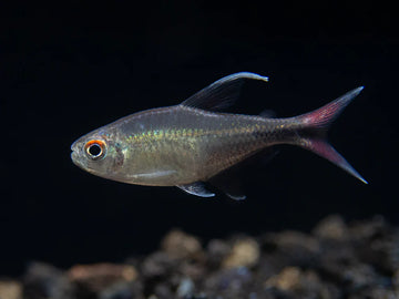 Phoenix Tetra β Hemigrammus filamentosus
