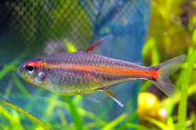 Glowlight Tetra (Hemigrammus erythrozonus) β 2.5β3 inches