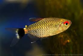 Hemigrammus tocantinsi 3-4 cm