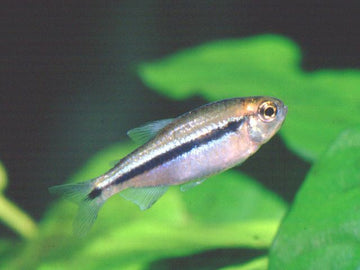 Lapis Tetra β Hyphessobrycon cyanotaenia 2.5-3 cm