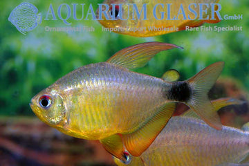 Hyphessobrycon heliacus – Kitty Tetra 2-2.5 cm