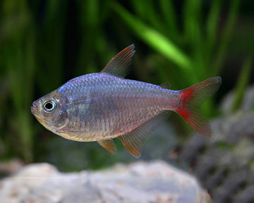 Colombian Tetra (Hyphessobrycon columbianus) β 3β4 cm