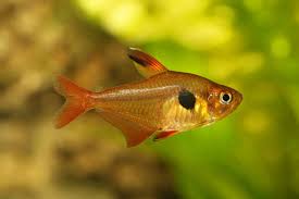 Hyphessobrycon eques – Serpae Tetra (3–3.5 inches)