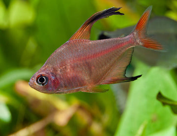 Lemon Tetra (Hyphessobrycon robertsi) – 2.5–3 inches