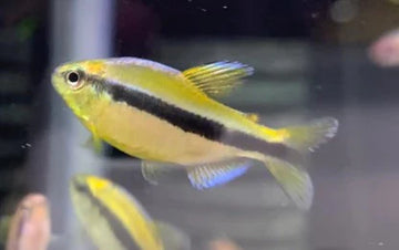 Yellow Melanostichos Tetra – Hyphessobrycon cf. melanostichos “Yellow” 3-4 cm