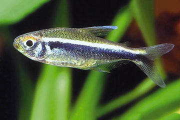 Black Neon Tetra (Hyphessobrycon herbertaxelrodi) – 2–2.5 inches