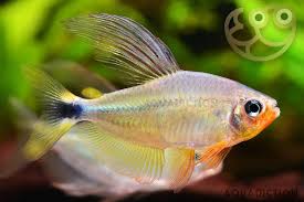 Raccoon Tetra – Hyphessobrycon procyon 4 cm