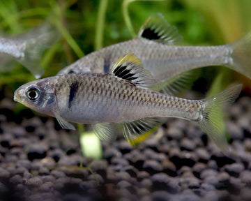 Yellow-Fin Bitterling (Rhodeus cf. albomarginatus) – Rare Yellow Margin Variant