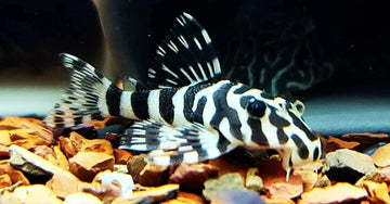 L134 Leopard Frog Pleco (Peckoltia compta) – 3-4 cm