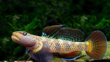 Leavell Goby