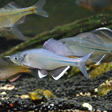 Long Fin Bitterling – Elegant Freshwater Stream Dweller