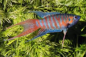 Macropodus opercularis – Paradise Fish (~5–7 cm)