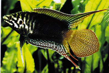 Macropodus chinensis – Chinese (Round-tailed) Paradise Fish (~6 cm)