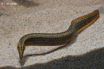 Macrognathus aculeatus – Lesser Spiny Eel (~20–35 cm / 8–14″)