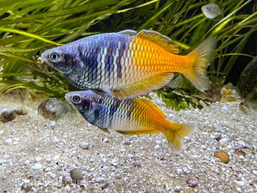 Melanotaenia boesemani (Boeseman's Rainbowfish) — 4–5 cm