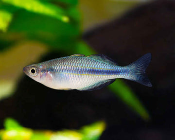Melanotaenia lacustris (Lake Kutubu Rainbowfish) — 10–12 cm