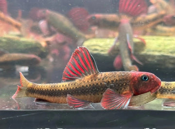 Microphysogobio tafangensis – Purple Sailfin Gudgeon (~9 cm / ~3.5″)