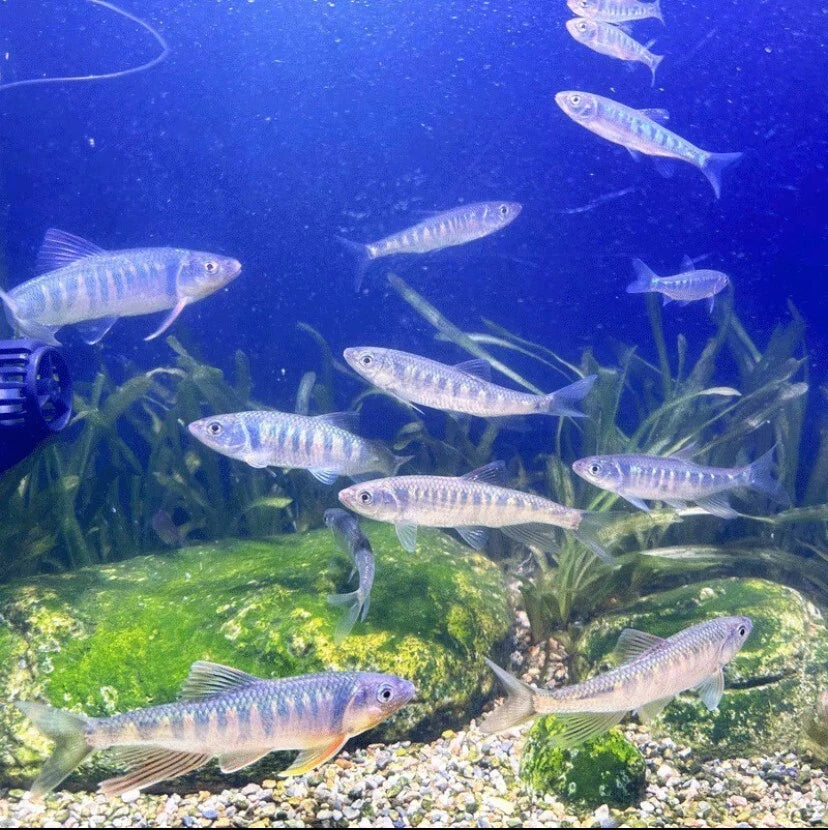 Mini Opsariichthys Evolans-(5-7.5 cm)