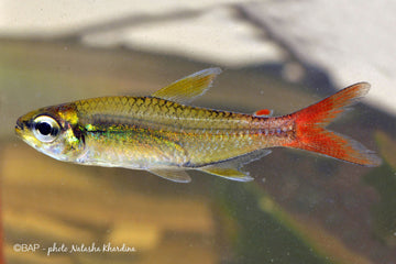 Moenkhausia copei (Red Tail Tetra)