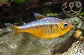 Yellow Kogal Tetra β Moenkhausia sp. 4 cm