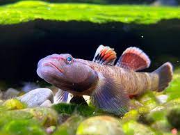 Monkey Kiss Goby (Rhinogobius sp.) — ~5 cm Stream Goby