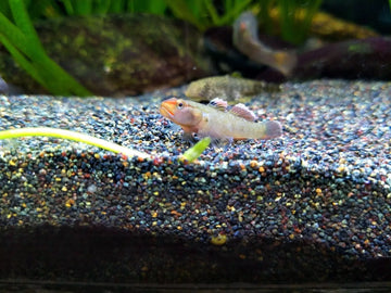 Monkeykiss Goby