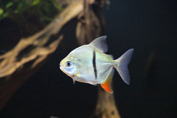 Myleus schomburgkii – “Black-barred Silver Dollar” (~2–3 inches)