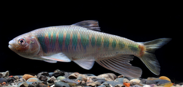 Opsariichthys macrolepis – Distinctive Freshwater Cyprinid-(10-12 cm)