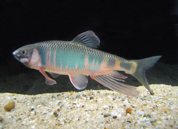 Opsariichthys hainanensis – Hainan Sharpbelly (~10–11 cm)