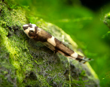 Panda Loach (Yaoshania pachychilus) – (3-3.5 cm)
