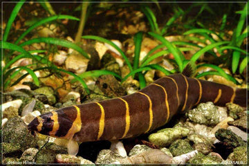 Kuhli Loach (Pangio kuhlii) β 4β5 cm