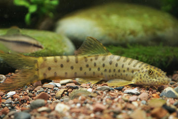 Parabotia kiangsiensis – Point Face Golden Loach (~10 cm / ~4 inches)