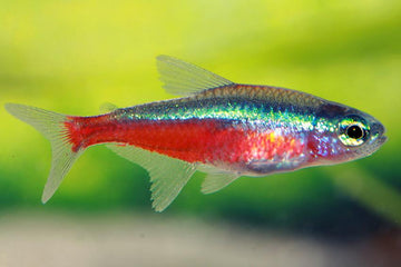 Cardinal Tetra (Paracheirodon axelrodi) β 2β2.5 inches