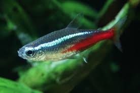 Neon Tetra (Paracheirodon innesi) β 2β2.5 inches