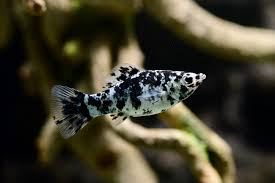 Pepper Molly (Poecilia sphenops variant) – 2–3 inches