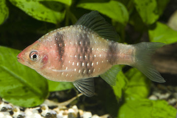 Black Ruby Barb β Pethia nigrofasciata 3 cm