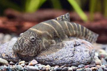 Changting Hillstream Loach (Pseudogastromyzon changtingensis)