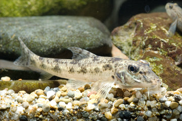 Pseudogobio vaillanti – Vaillant’s Gudgeon (~20 cm)