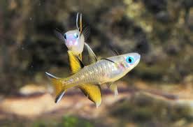 Pacific Blue-Eye Rainbowfish (Pseudomugil signifer) β 1.5-2 inches