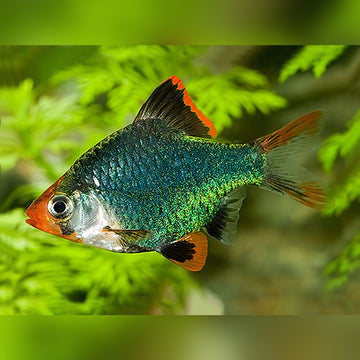Puntius tetrazona var. Green – Green Tiger Barb (2–2.5 inches)