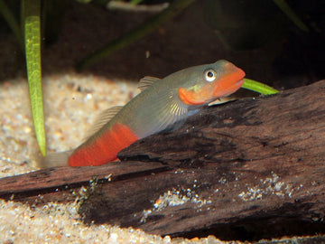 Red Lip Goby Chaoshan (Rhinogobius sp.) – ~3–4 cm