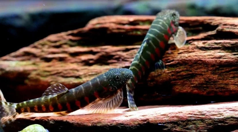 Erromyzon kalotaenia – Beautiful Red‑Spotted Loach (≈4.8 cm)