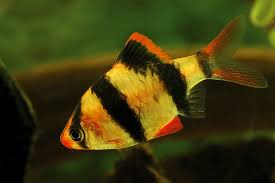 Barbus tetrazona "Red" – Red Tiger Barb (2.5–3 inches)