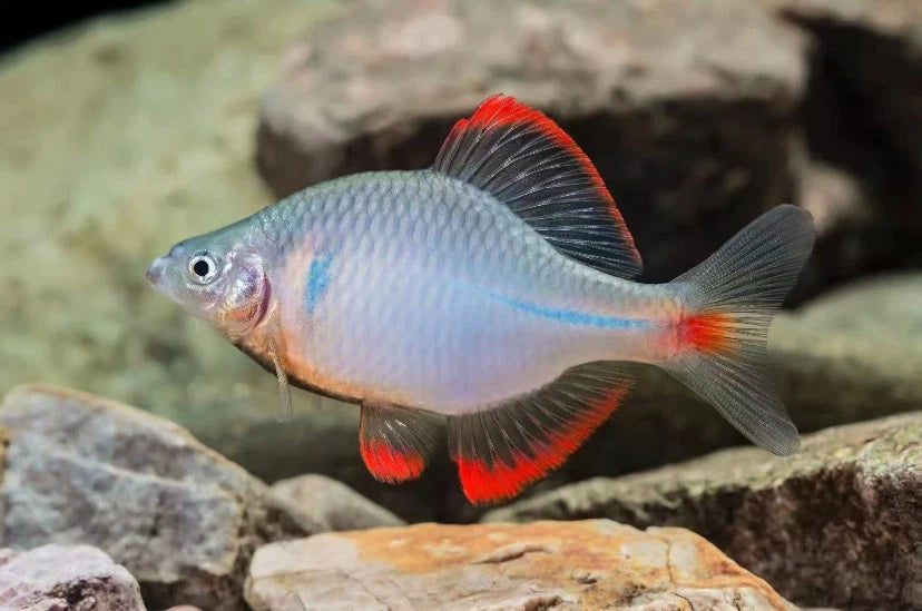 Red-Fin Bitterling (Rhodeus cf. albomarginatus) – Rare Chinese Bitterling