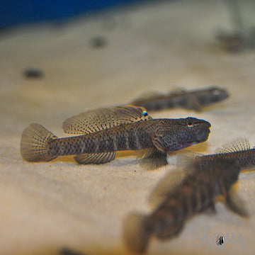 Rhinogobius filamentosus – ~6 cm Stream Goby