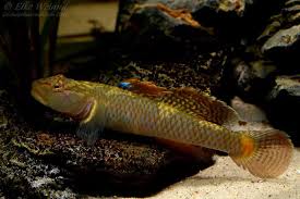 Rhinogobius leavelli – ~6 cm Leavelli Stream Goby