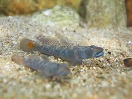 Amur Goby (Rhinogobius brunneus) – ~6 cm