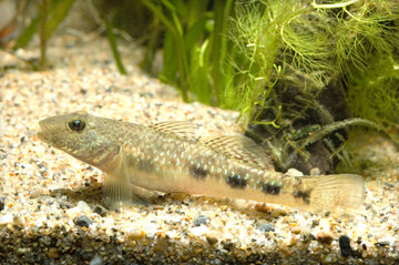 Rhinogobius giurinus (Bar Cheek Goby) – ~8 cm